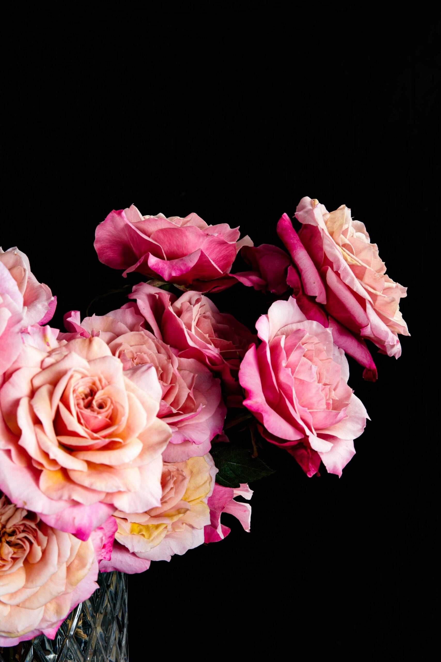 miyabi miyabi,pink roses,luxury