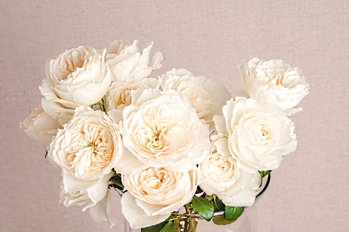 White Cloud roses